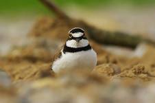 Sieweczka rzeczna (Charadrius dubius)