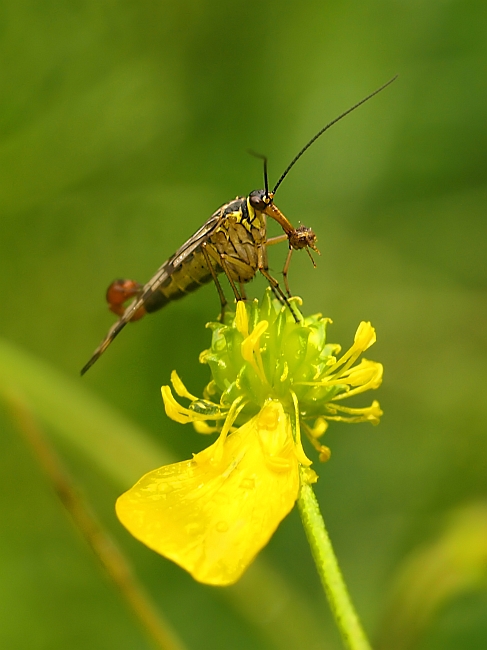 wojsiłka