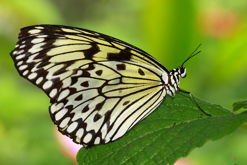 Motyl