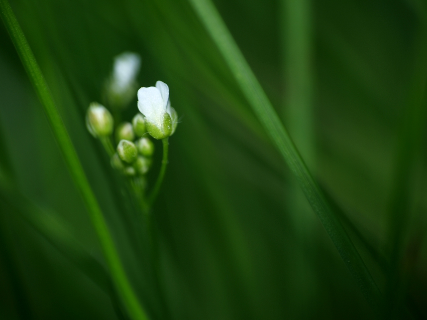 green & white