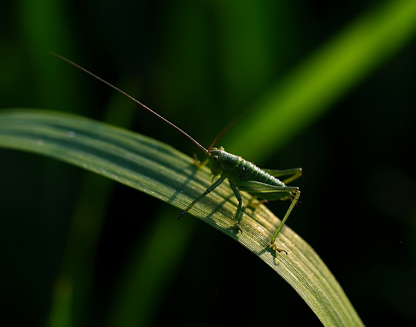 little green jumper cz. II