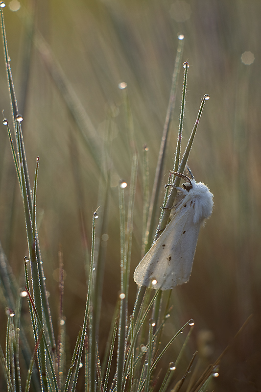 Spilosoma lubricipeda