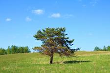 be single pine-tree