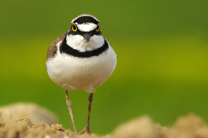 Sieweczka rzeczna (Charadrius dubius)