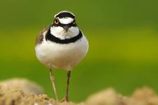 Sieweczka rzeczna (Charadrius dubius)