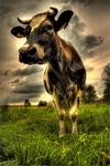 Cow dynamic range