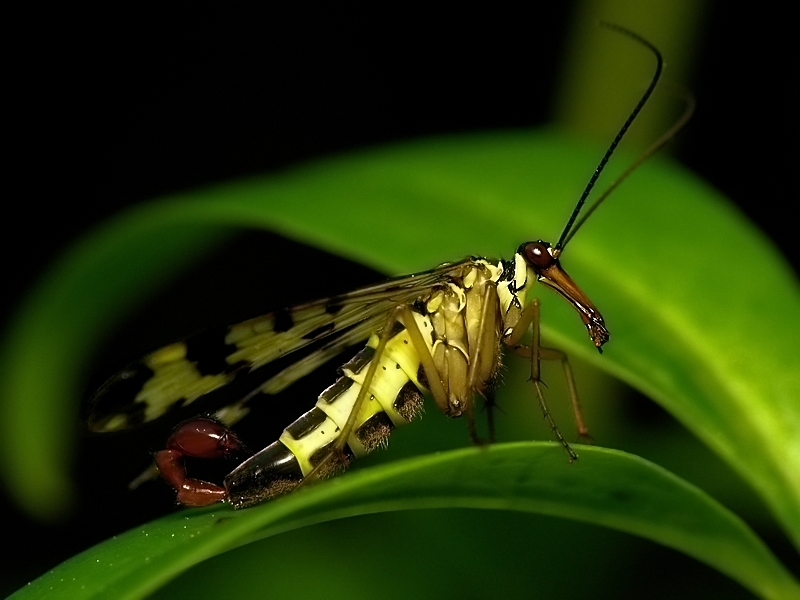 Wojsiłka pospolita (Panorpa communis)