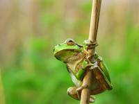 Hyla arborea