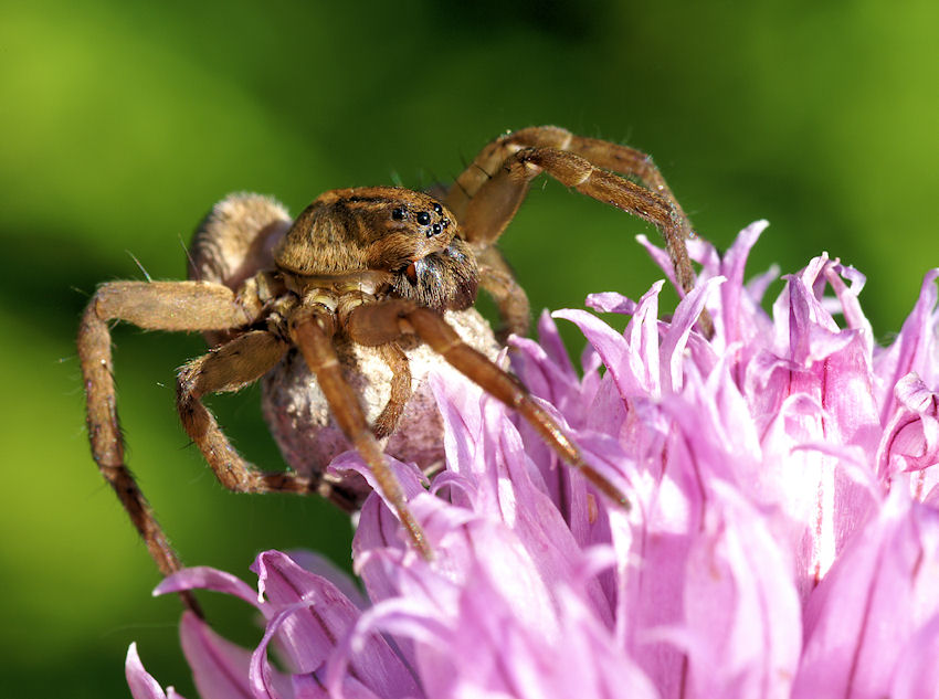 Lycosidae --->>>> samica pająka z kokonem