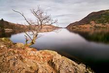 Ullswater Tree