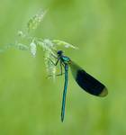 Świtezianka błyszcząca Calopteryx splendens