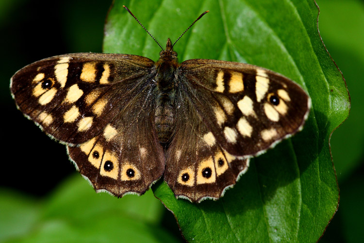 Motyl,Serbia