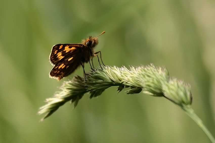 Kosternik palemon