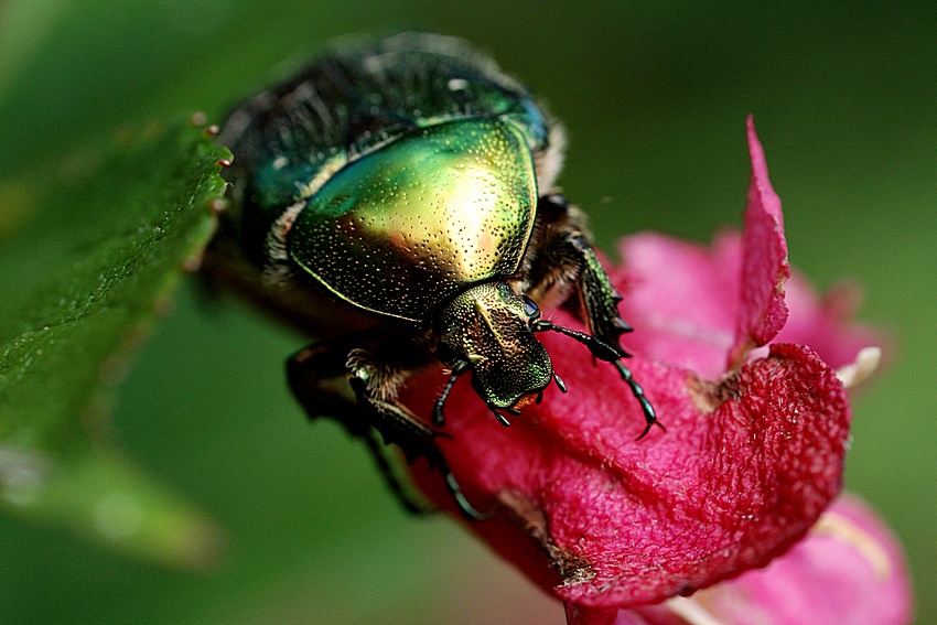 Cetonia aurata