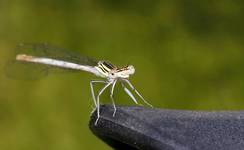 Pióronóg zwykły (Platycnemis pennipes)