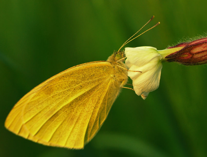 motyl