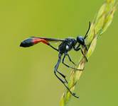 Szczerklina piaskowa (Ammophila sabulosa)