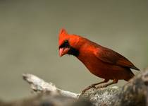 cardinal