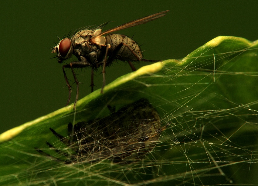 Dwa światy: ofiara/oprawca