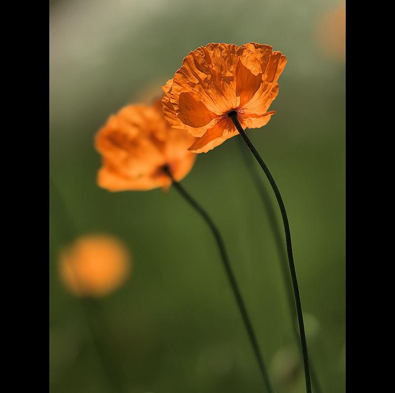 Papaver dubium