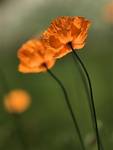 Papaver dubium