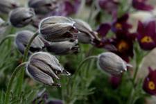 Pulsatilla montana