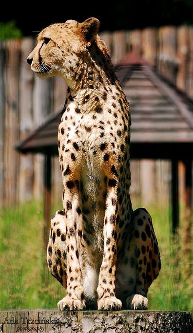 Gepard.