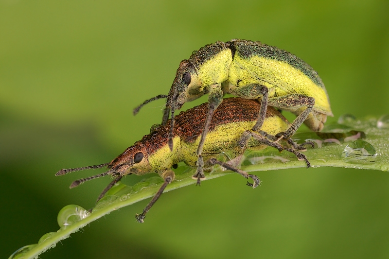 Chlorophanus viridis