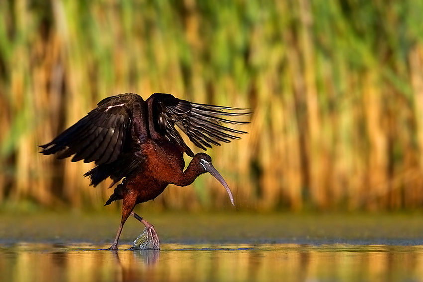 Ibis