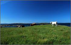 Connemara (Irlandia)