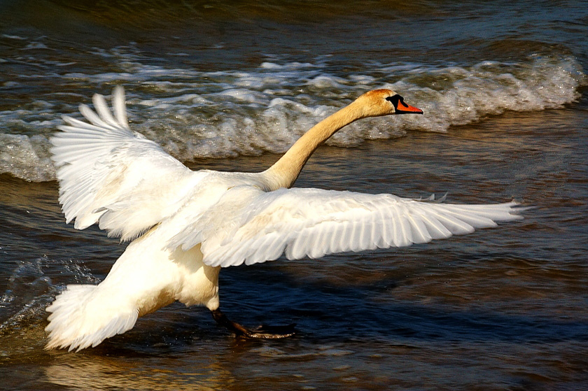 Lądowanie