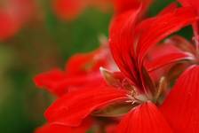 Pelargonia