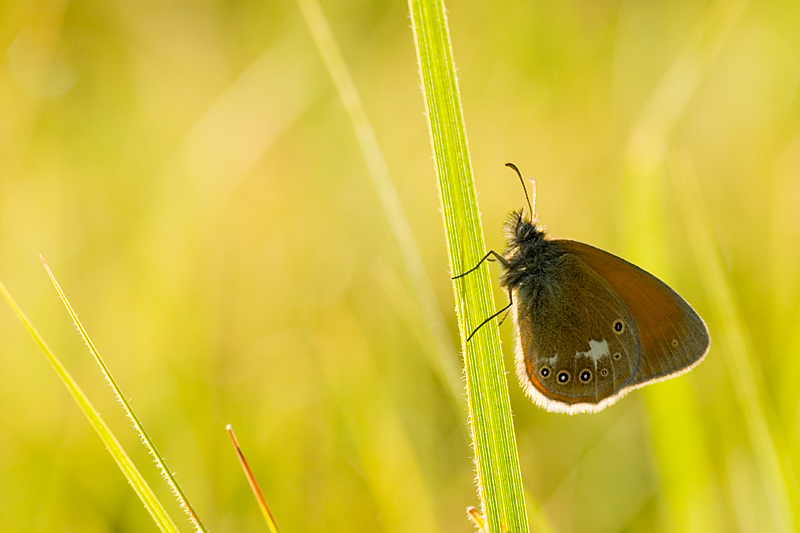 motyl