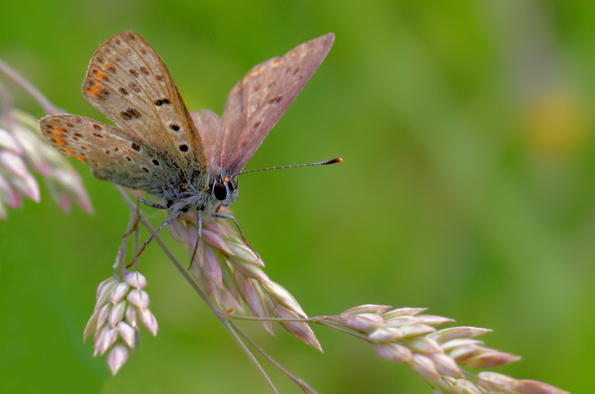 Motyl