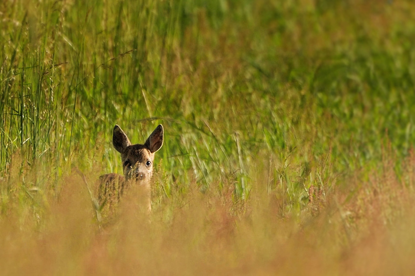 bambi