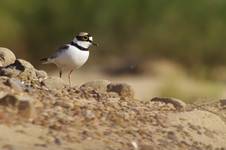 Sieweczka rzeczna (Charadrius dubius)