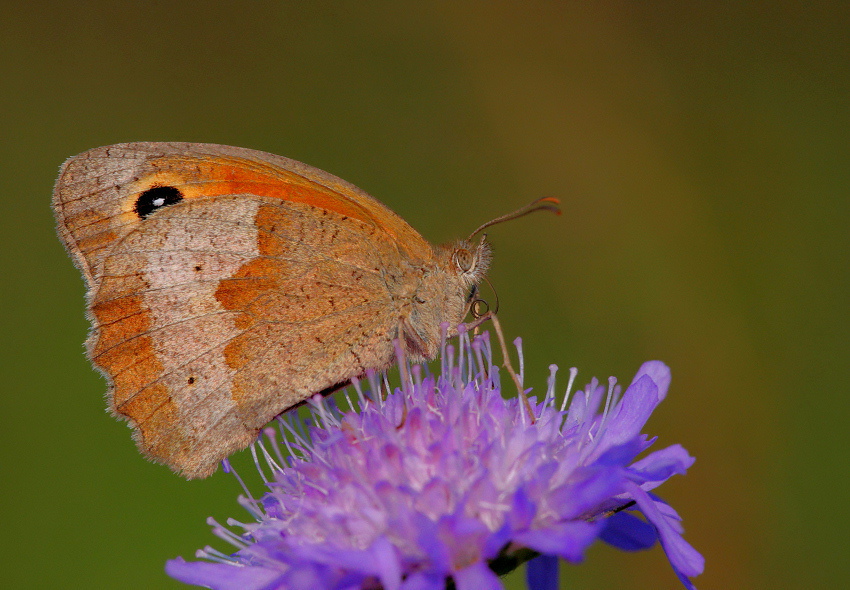 Motyl