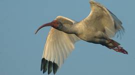 Ibis