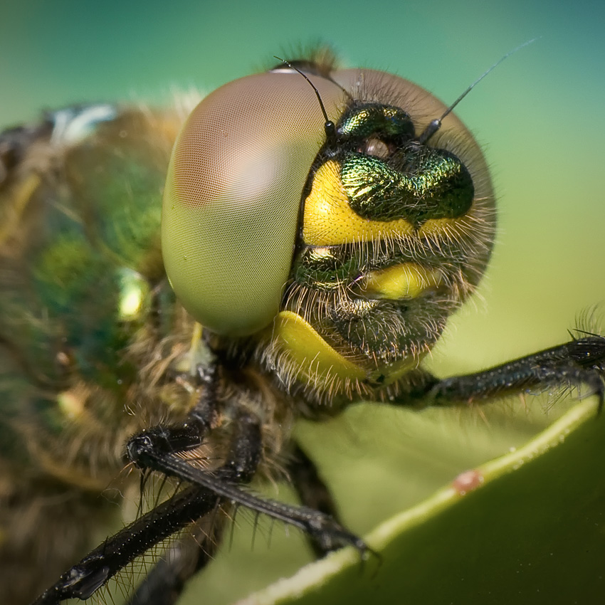 Miedziopierś metaliczna - Somatochlora metallica