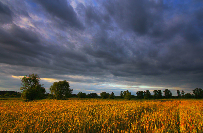 Ozłocone Opolskie Polany