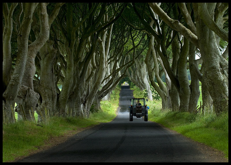 The Dark Hedges