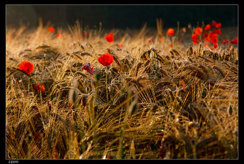 tłok