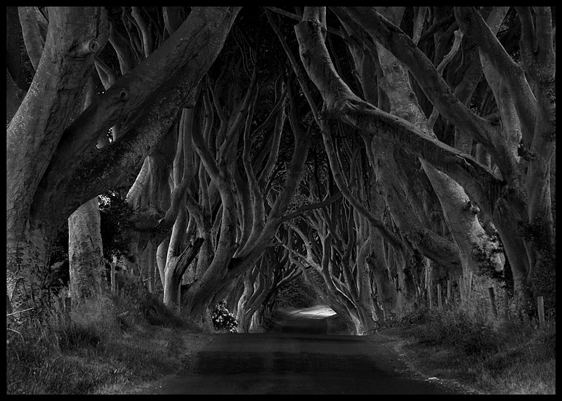 The Dark Hedges