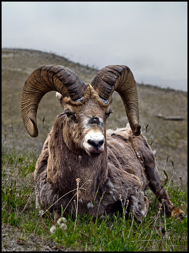 BIGHORN SHEEP