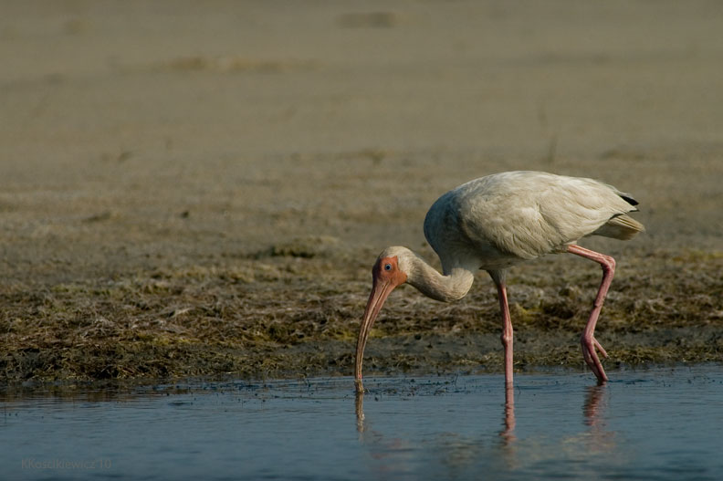 Ibis