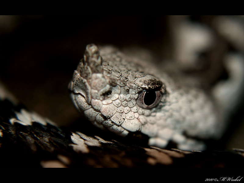 Vipera ammodytes gregorwallneri