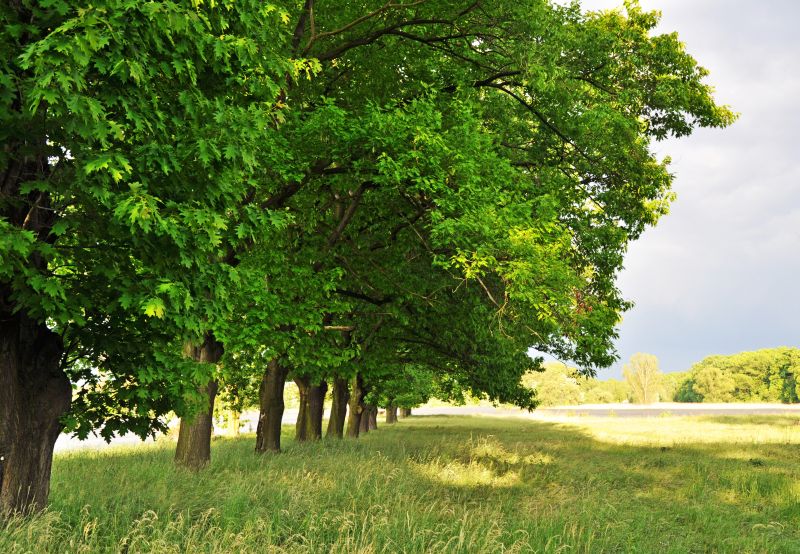 cień lata