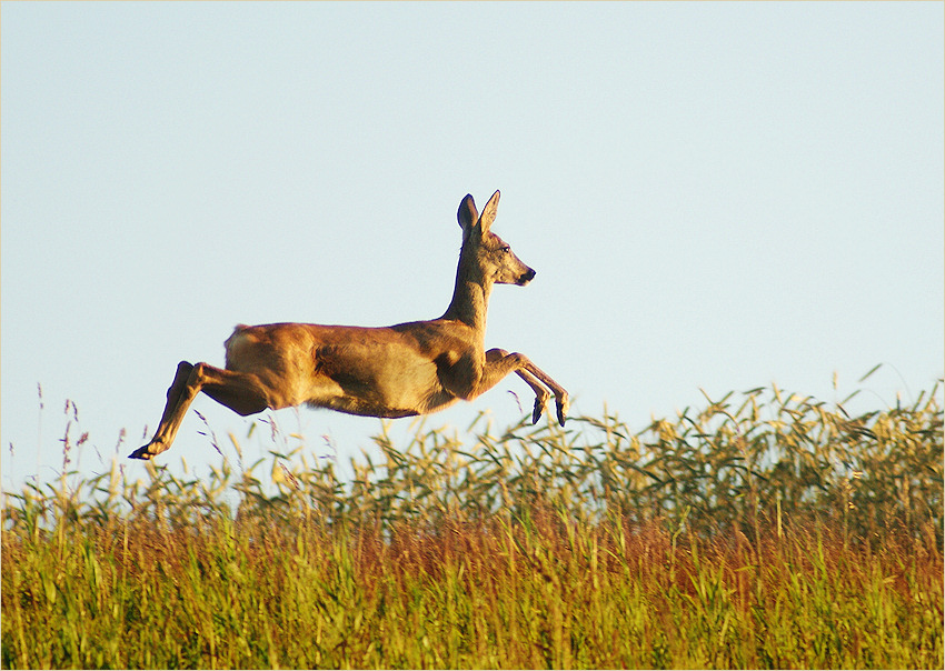 \"I believe I can fly...\"