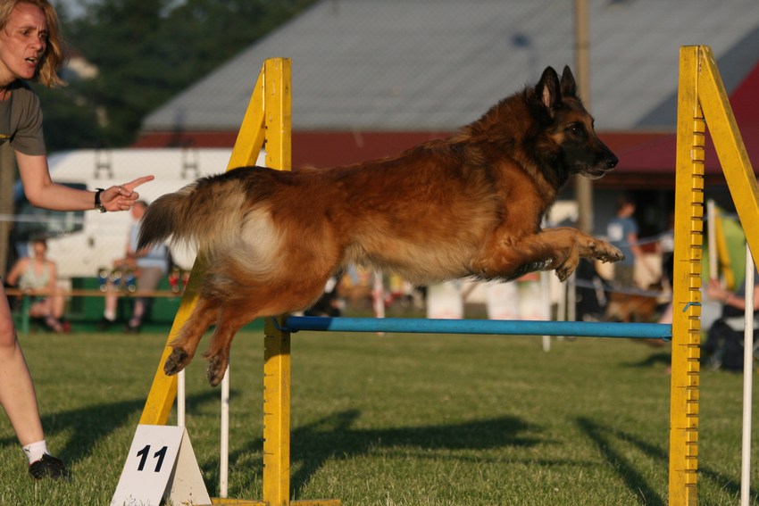 Agility.Kozłów