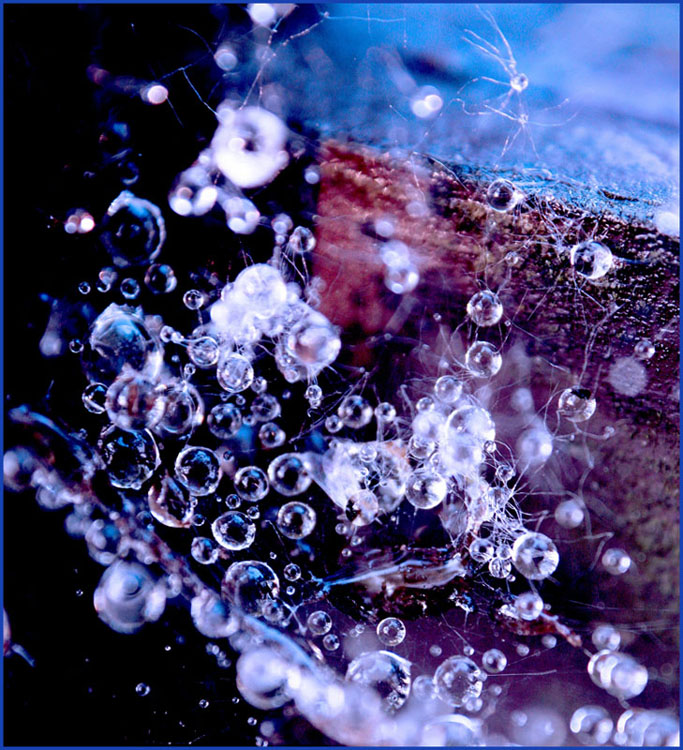 Water drops web